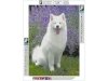Haft Diamentowy, Obraz, Mozaika Diamentowa Diamond Painting, PIES SAMOYED 30x40cm - DK